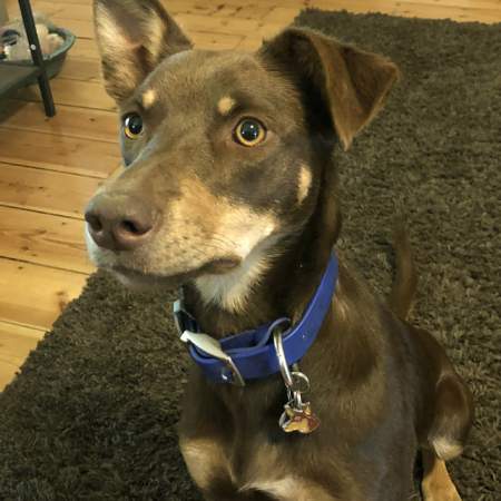 australian kelpie freya.jpg